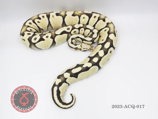Pastel DG Het Clown Ball Python by Blackjack Reptiles