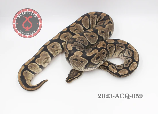 Hypo Ball Python by Blackjack Reptiles
