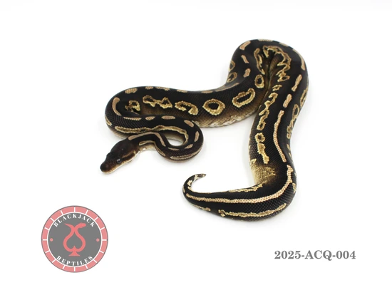 Cinnamon Mojave Het Monsoon Ball Python by Blackjack Reptiles