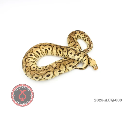 Pastel Shrapnel Clown Ball Python by Blackjack Reptiles