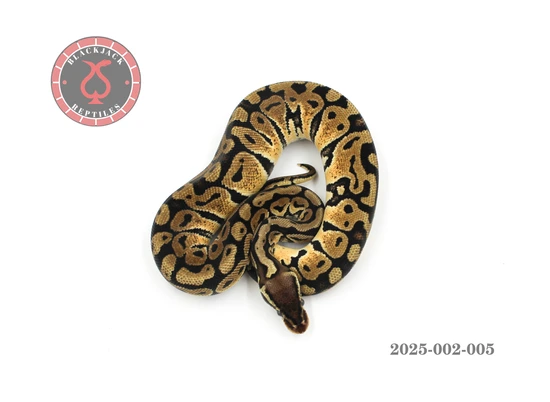 Pastel Het Monsoon Ball Python by Blackjack Reptiles