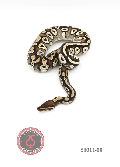 Mojave Het Monsoon Ball Python by Blackjack Reptiles