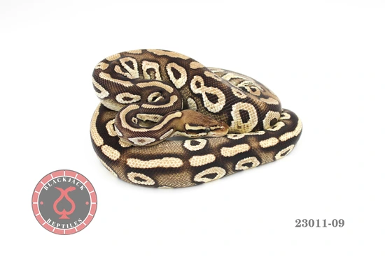 Orange Dream Mojave Het Monsoon Ball Python by Blackjack Reptiles
