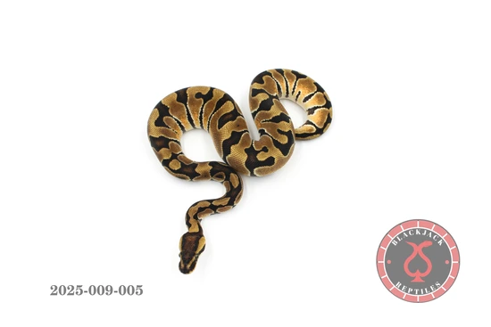 Enchi Het Hypo Het Clown Ball Python by Blackjack Reptiles