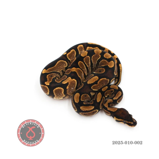 Calico Het Clown Ball Python by Blackjack Reptiles