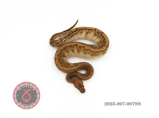 Mahogany HGW YB Clown Ball Python by Blackjack Reptiles