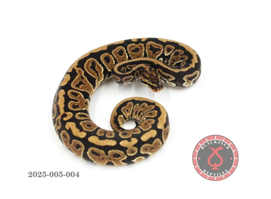 Spotnose Het Lavender Clown Pied Ball Python by Blackjack Reptiles
