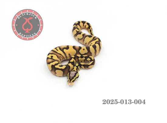 Chocolate Enchi Pastel YB DG Het Hypo Ball Python by Blackjack Reptiles