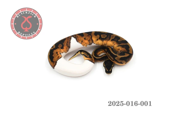 Pied Het Lavender Albino Ball Python by Blackjack Reptiles