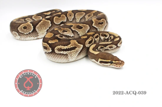 Lesser Ball Python by Blackjack Reptiles