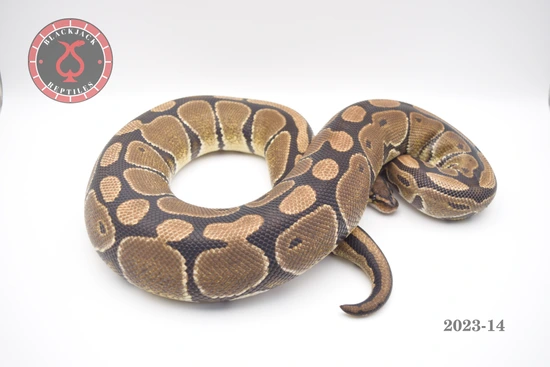100% Het Puzzle Ball Python by Blackjack Reptiles