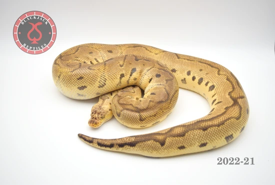 Pastel Clown Ball Python by Blackjack Reptiles