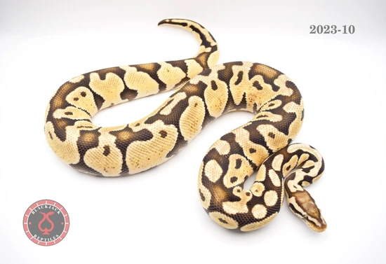 Pastel Lace Het Puzzle *1300g Ready To Lock* Ball Python by Blackjack ...