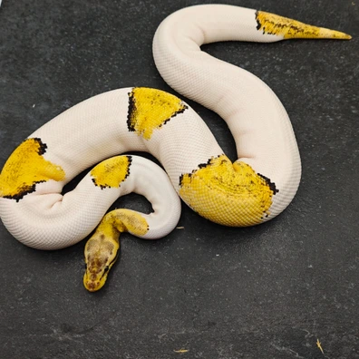 Ghi Super Stripe Pastel Pied Ball Python - female for sale from Morph Passion