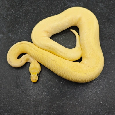 Batman Pastel Super Enchi Ball Python - female for sale from Morph Passion