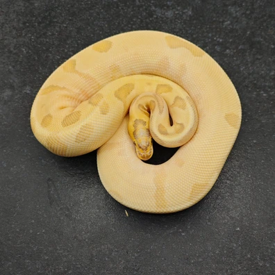 Vanilla Cream Orange Dream Enchi Yellow Belly Het Clown Ball Python - female for sale from Morph Passion