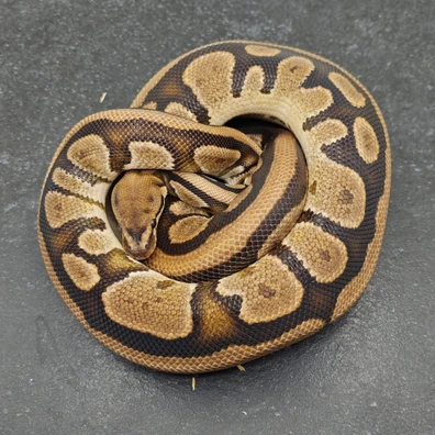Specter Panther Het Pied Ball Python - female for sale from Morph Passion