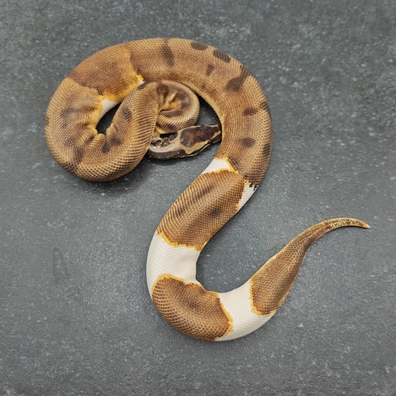 Enchi Orange Dream Pied Ball Python - female for sale from Morph Passion
