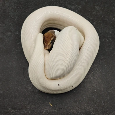 Black Pastel Pied Ball Python - female for sale from Morph Passion