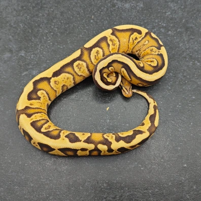 Ghi Orange Dream Fire Yellow Belly Het Clown Ball Python - female for sale from Morph Passion