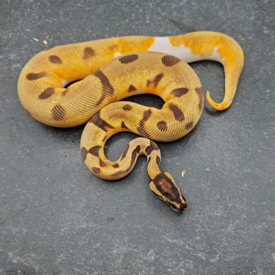 Super Orange Dream Enchi Pied Ball Python - unknown for sale from Morph Passion