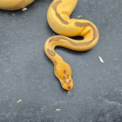 Leopard Enchi Orange Dream (Spotnose) Clown / ****One-eyed**** Ball Python - male for sale from Morph Passion