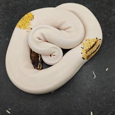 Pastel Yellow Belly Pied Ball Python - female for sale from Morph Passion