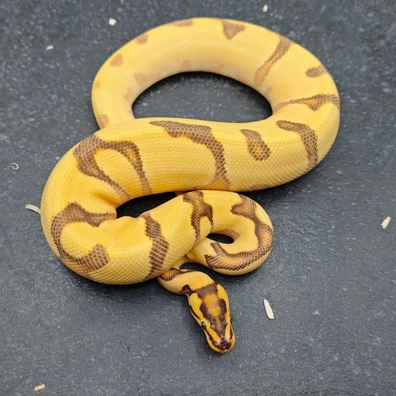 Super Orange Drem Enchi Fire Het Clown Ball Python - male for sale from Morph Passion