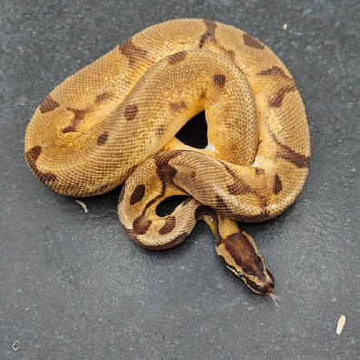 Orange Dream Enchi Pied Ball Python - male for sale from Morph Passion