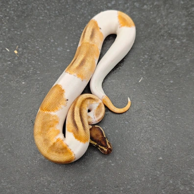 Orange Dream Enchi Black Pastel Pied Ball Python - female for sale from Morph Passion