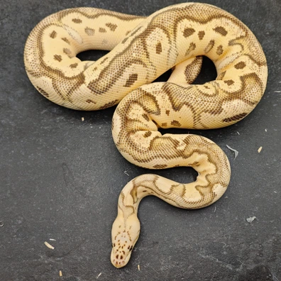 Firefly Orange Dream Clown Ball Python - female for sale from Morph Passion