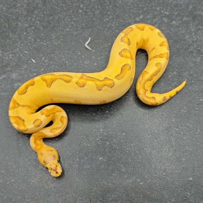 Vanilla Cream Orange Dream Enchi Yellow Belly Clown Ball Python - female for sale from Morph Passion