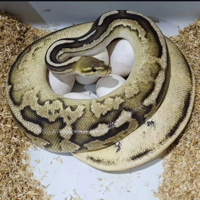 Orange Dream Fire Black Pastel Het Pied Ball Python - female for sale from Morph Passion
