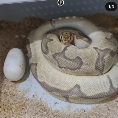 Orange Dream Fire Enchi Clown Ball Python - female for sale from Morph Passion