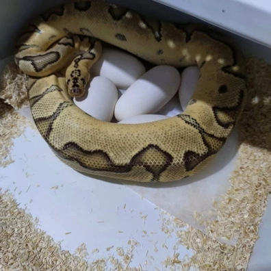 Pastel Enchi Clown Ball Python - female for sale from Morph Passion