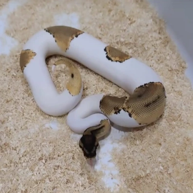 Super Orange Dream Pied Ball Python - female for sale from Morph Passion