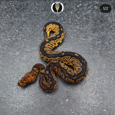 Clown (Gene ?X?) Ball Python - female for sale from Morph Passion
