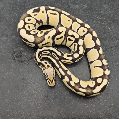 Deserth Ghost Pastel Het Clown 50% Het Peid Marker Ball Python - female for sale from Morph Passion