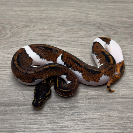 Black Head Yellowbelly Pied Ball Python by Portuguese Pythons