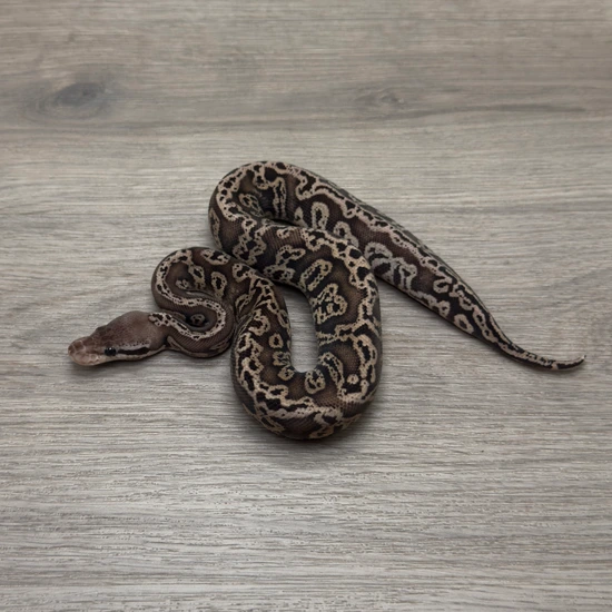 Black Pewter Acid DH Ultramel Clown Ball Python by Portuguese Pythons