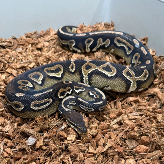 Black Head Black Pastel Ball Python by Portuguese Pythons