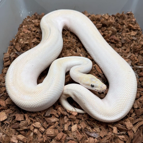 Lesser Special Ball Python by Portuguese Pythons