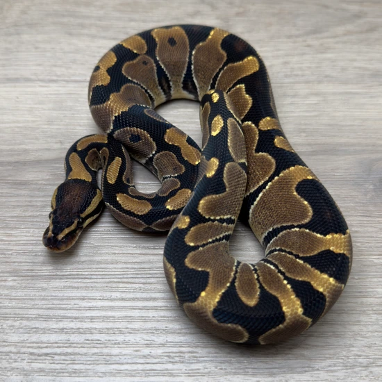 Mckenzie Ball Python by Portuguese Pythons