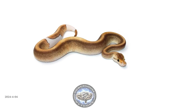Enchi Champagne Pos Sandblast 50% Het Pied Ball Python by Powerhouse ...