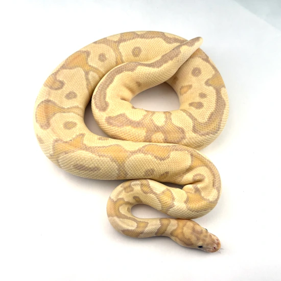 Fire/Vanilla Coral Glow Clown Ball Python by Powerline Reptiles