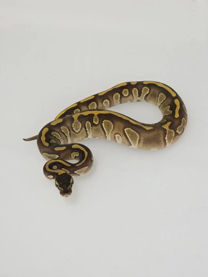 Black Head Enchi Phantom Dh Dg Cryptic Ball Python by Rip City Reptiles