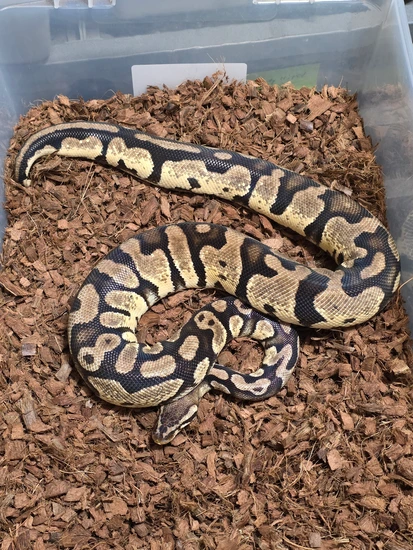 Krg Ball Python Pastel Krg Het Pied Ball Python by Rip City Reptiles
