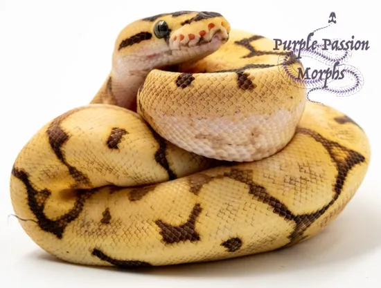 Enchi Fire Spider Asphalt Ball Python by PurplePassion Morphs