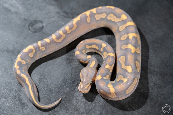 Python Perching Super Chocolate Hypo Puzzle Ball Python by Prague Morphs