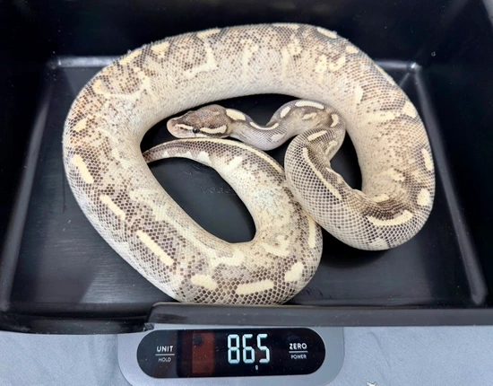Super Gravel Female 900+ Grams Ball Python by Double Deuce Reptiles